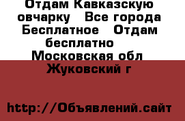 Отдам Кавказскую овчарку - Все города Бесплатное » Отдам бесплатно   . Московская обл.,Жуковский г.